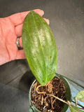 Hoya Tjadasmalangensis (Hanging Basket)