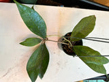 Hoya Germany sp. (Hanging Basket)