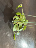 Hoya Fitchii (Hanging Basket)