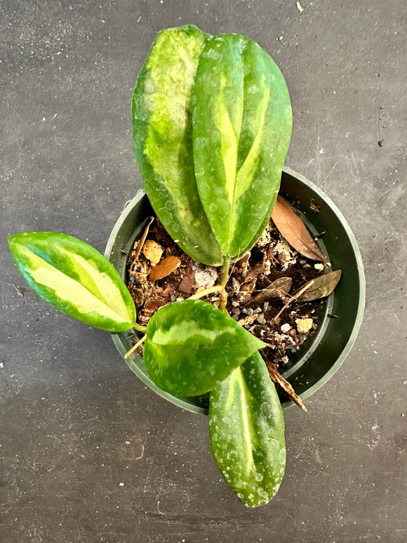 Hoya Moonshadow Incrassata