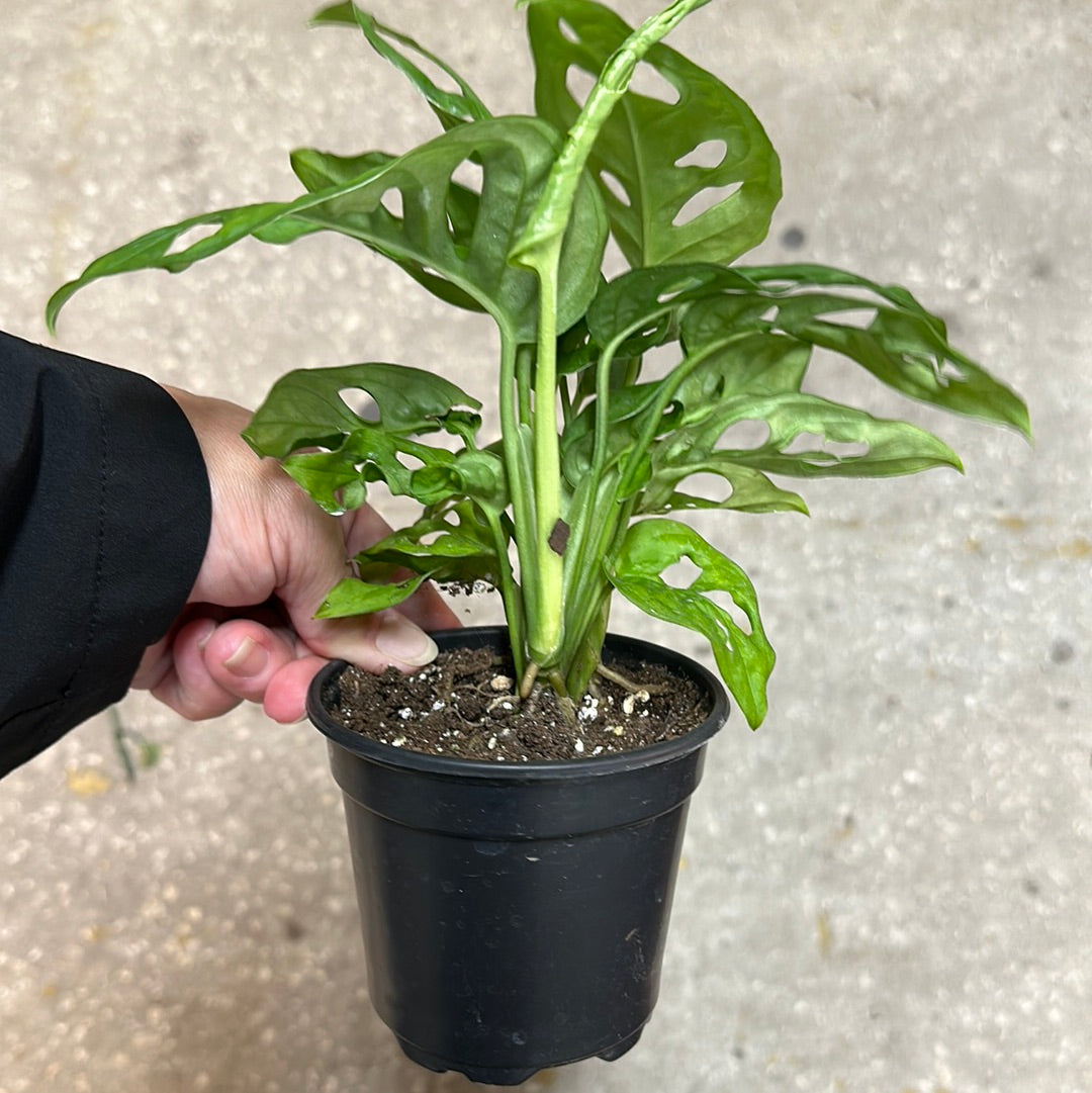 mini monstera adansonii Monstera Adansonii AKA Swiss Cheese Plant – Christine's Tropical & Exotic  Plants