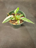 Philodendron White Princess
