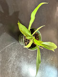 Hoya Macgillvrayii