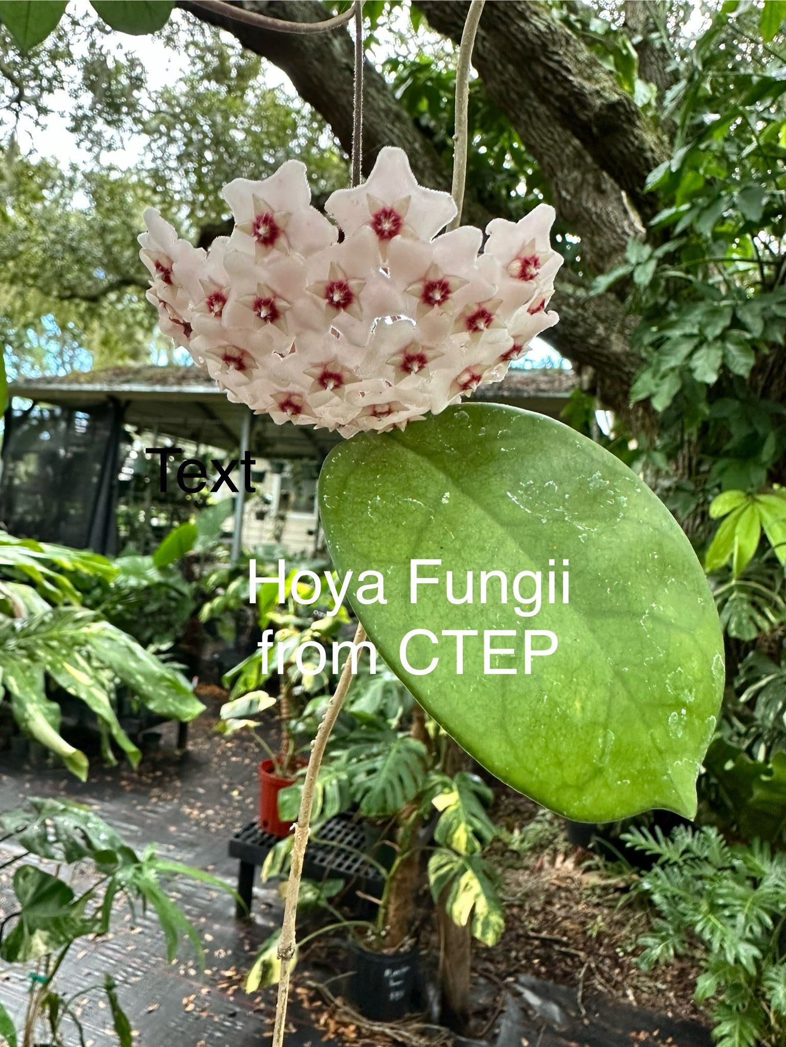 Hoya Fungii – Christine's Tropical & Exotic Plants