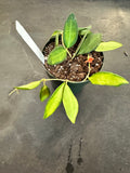 Hoya Burtoniae variegated aff.