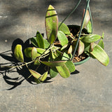 Hoya Bhutanica (Hanging Basket)