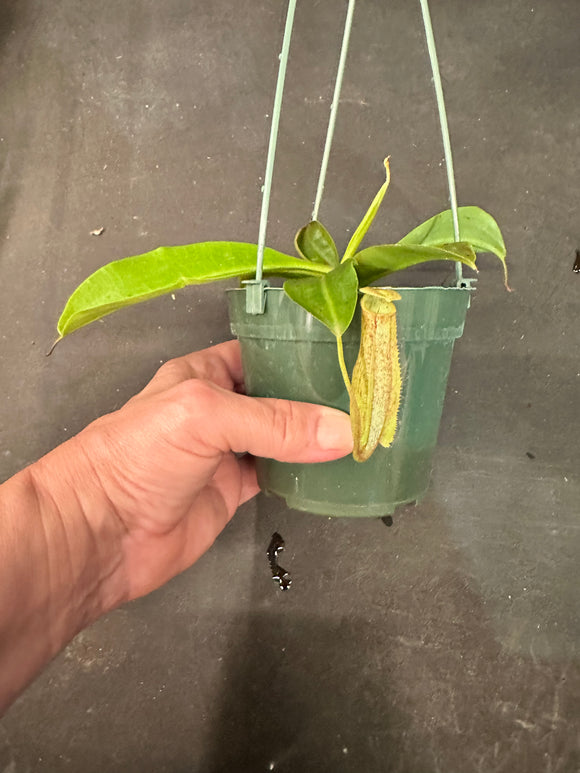 Nepenthes Miranda Carnivorous Pitcher Plant hanging basket