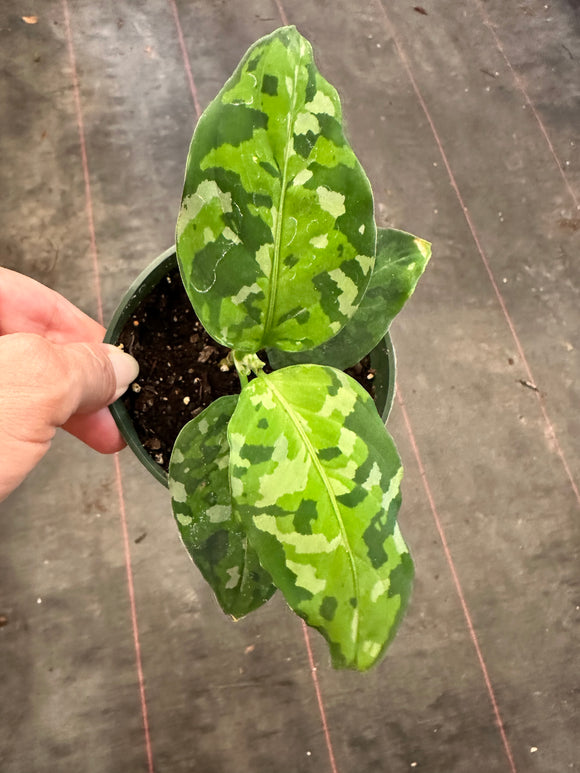 Aglaonema Pictum Tricolor