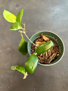 Hoya Lucardensiana