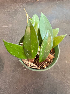 Hoya Pubicalyx