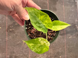 Alocasia Gageana Aurea Variegated