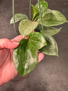 Hoya Merrillii (hanging basket)
