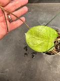 Hoya Michele (hanging basket)