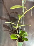 Hoya Kerrii Quilt-leaf hanging basket