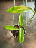 Hoya ‘White Dragon’ pubicorolla hanging basket