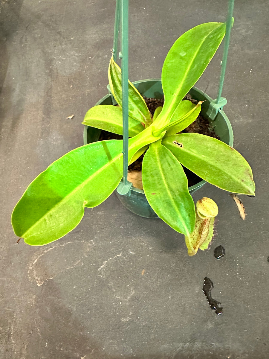 Nepenthes Miranda Carnivorous Pitcher Plant 4.5