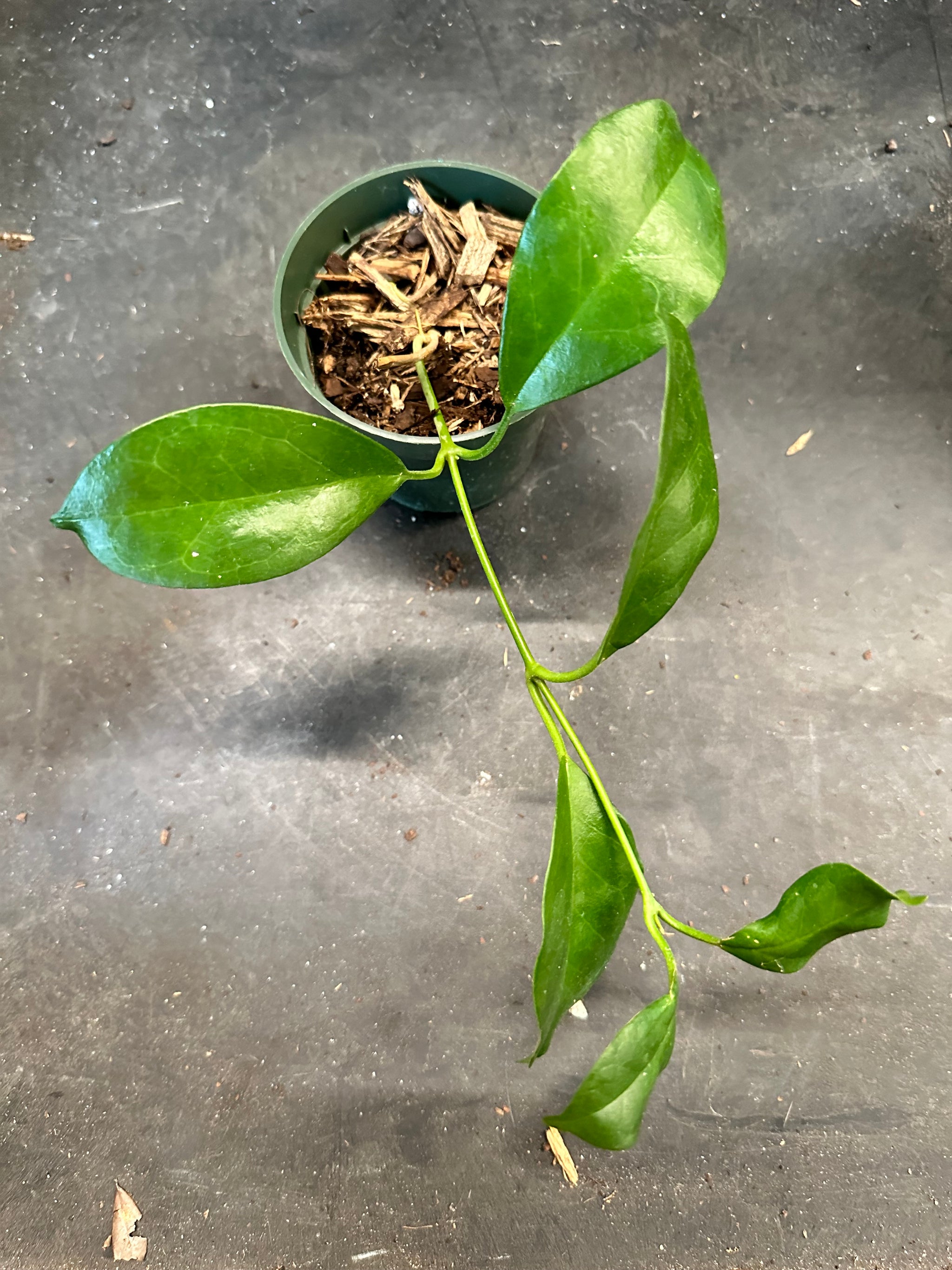 Hoya Australis 'Mrs. G