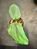 Kaempferia pulchra aka Peacock Ginger