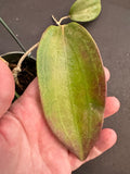 Hoya Tjadasmalangensis (Hanging Basket)