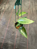 Hoya Clandestina (hanging basket)