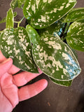 Scindapsus 'Silvery Ann',