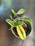 Hoya Verticillata "white margins" aka albo marginata