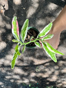 Euphorbia tithymaloides AKA Devils Backbone