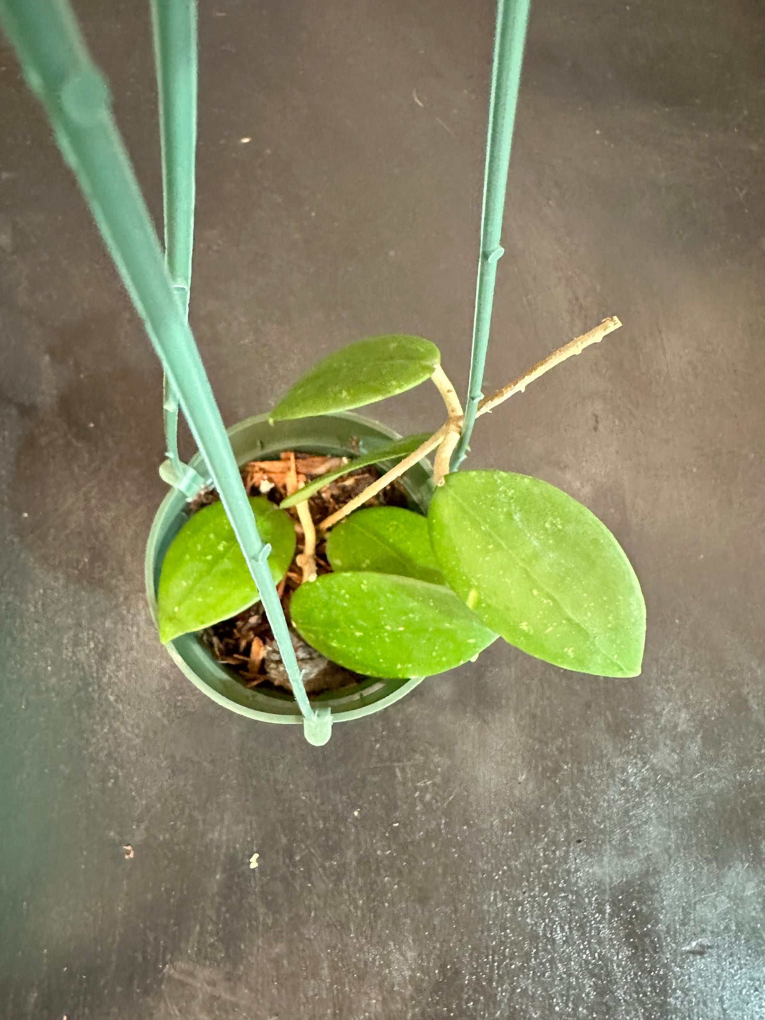 hanging plant big leaves Hoya Wilbergiae (Hanging Basket) – Christine's Tropical & Exotic Plants