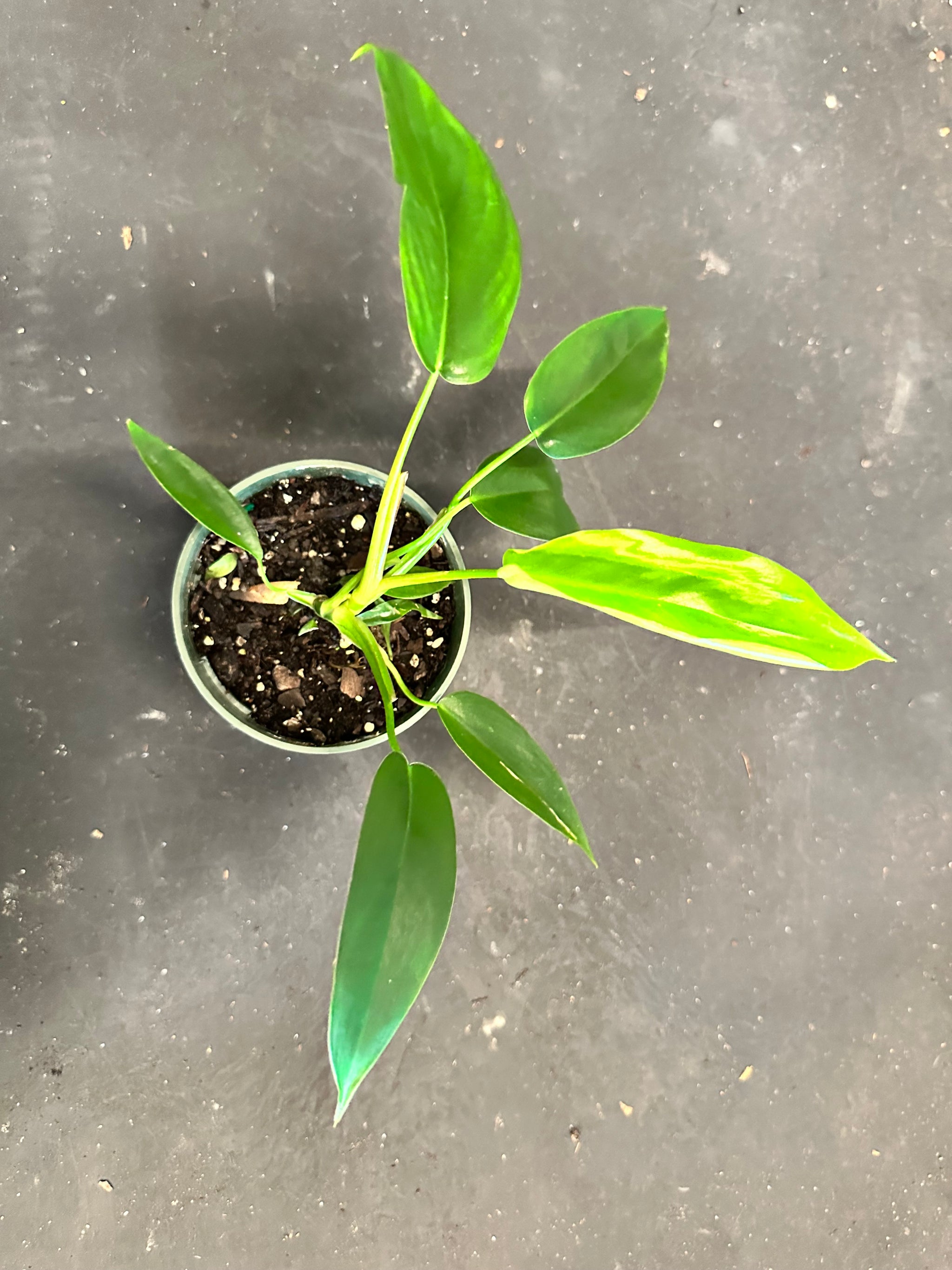 Philodendron Bette Waterbury (69686) aka Big Ears – Christine's Tropical &  Exotic Plants