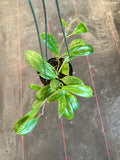 Hoya Incrassata (Hanging Basket)