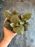 Pink Fittonia