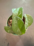 Hoya RHM 002 “Ligia”