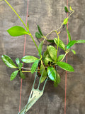 Hoya Benitotanii (IML 1830) (Hanging Basket)