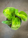 Epipremnum Aureum ‘Global Green’ (Pothos)