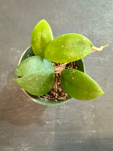 Hoya Wilbergiae