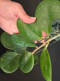 Hoya Obovata (Hanging Basket)