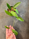 Hoya RHM 1021