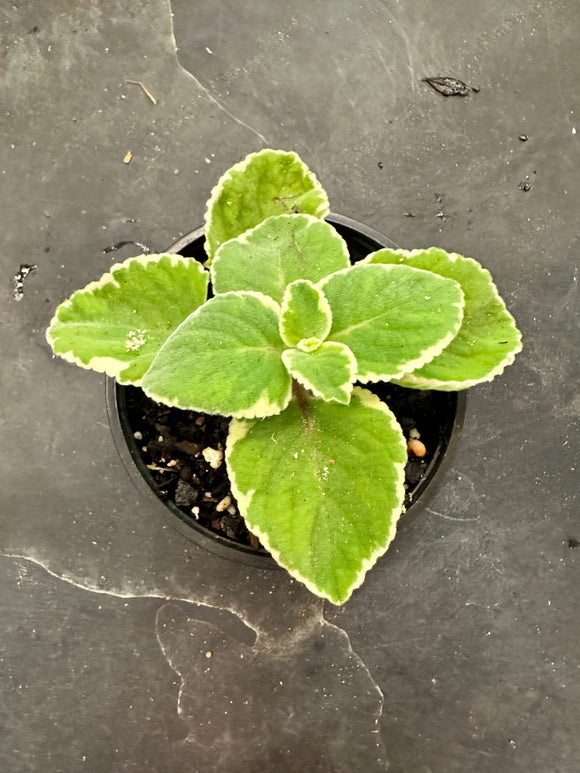 oregano succulent Cuban Oregano Variegated aka Coleus Amboinicus – Christine's Tropical & Exotic Plants