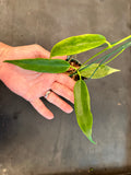 Hoya ‘Seanie’ (Archboldiana x Onychoides) hanging basket