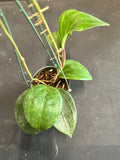 Hoya Sarawak (Hanging Basket)