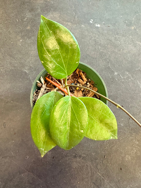 Hoya Neocaledonica