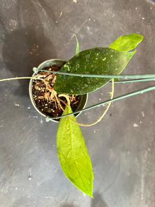 Hoya Juannguoana in hanging basket