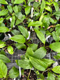 Tacca Integrifolia ‘White Bat Plant’