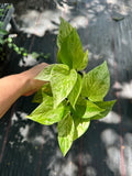 Marble Queen Pothos (Epipremnum Aureum 'Marble Queen')