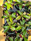 Nepenthes “Lady Luck” Carnivorous Pitcher Plant