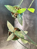 Hoya Flagellata