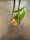 Hoya Ilagiorum (Hanging Basket)