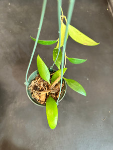 Hoya Revoluta in a Hanging Basket