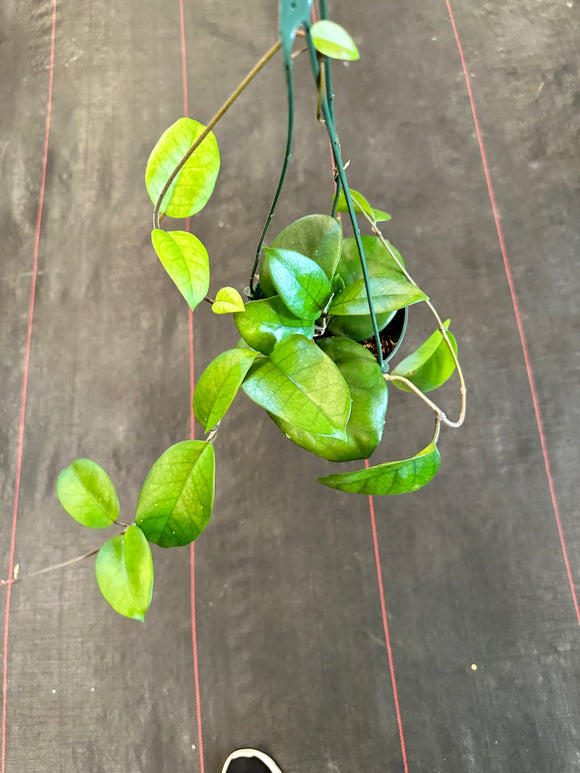 Hoya Fungii (Hanging Basket)