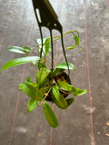 Hoya ‘Black Dragon’ pubicorolla in a hanging basket